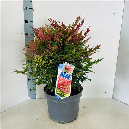 Nandina Dom Obsessed