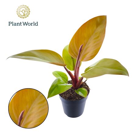 Philodendron Mars