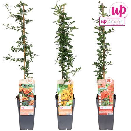 Pyracantha Mix