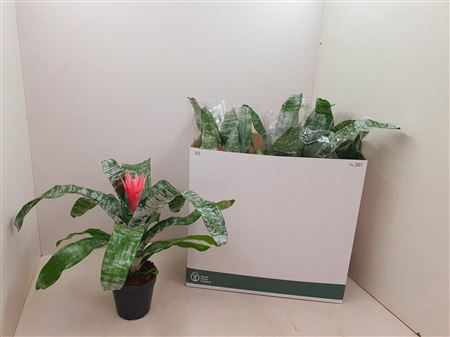 Aechmea Primera L