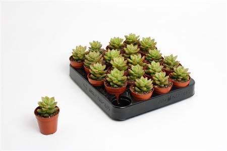 Sedum Nussbaumeriana