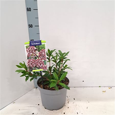 Kalmia Lat Schokra