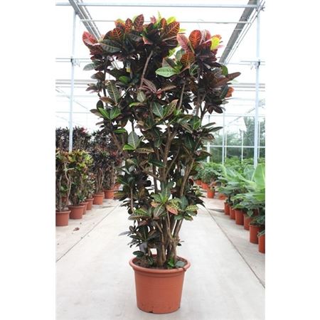 Codiaeum Petra Vertakt P31