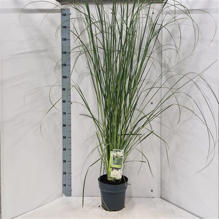 Cortaderia Sell White Feather