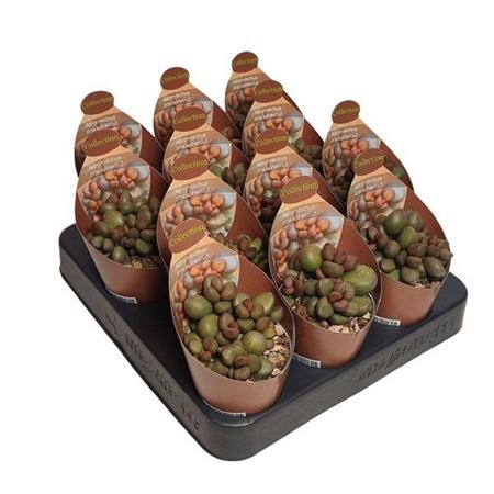 Adromischus Little Spheroid Potcover