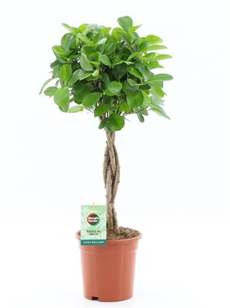 Ficus Moclame Twisted