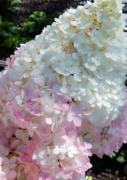 Гортензия метельчатая Меджикал Андес