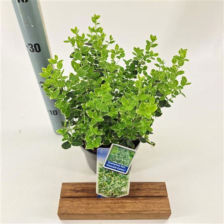 Euonymus Fort Emerald Gaiety