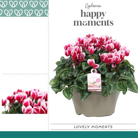 Cyclamen Garden Bicolor