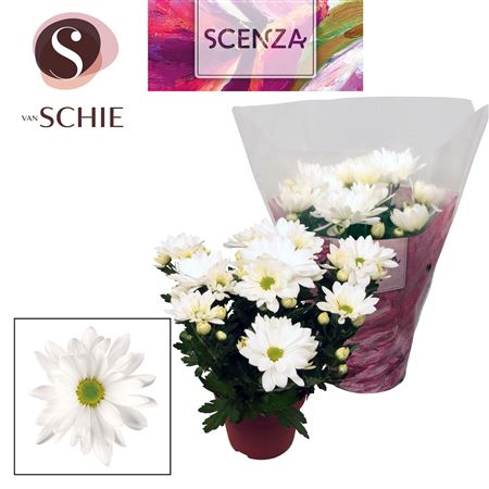 Chrys Margarita White (scenza)
