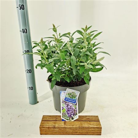 Buddleja Dav Lila Sweetheart Butterfly Candy