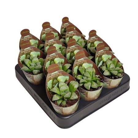 Haworthia Mutica Byakuya - Collection With Potcove