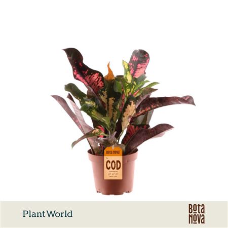 Codiaeum Wilma Head