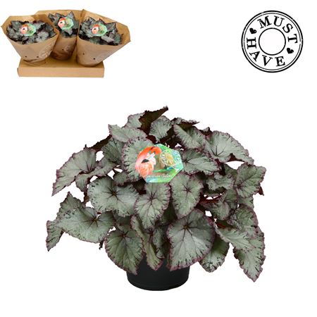 Begonia Rex Hawaiian Silver Must Have