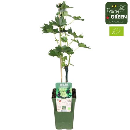Vitis Vin Lakemount (grafted) Bio