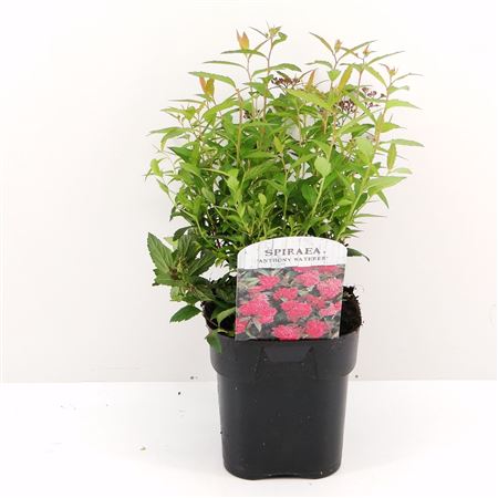 Spiraea Jap Anthony Waterer