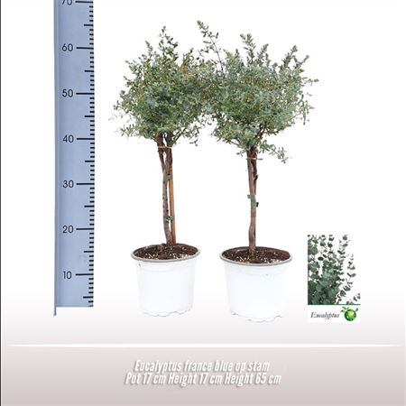 Eucalyptus France Blue On Stem