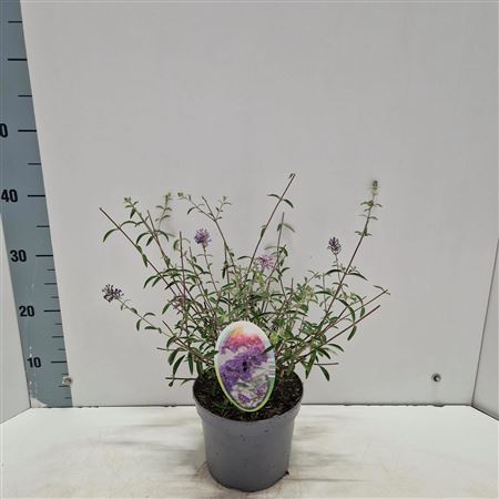 Buddleja Dav Nanho Blue