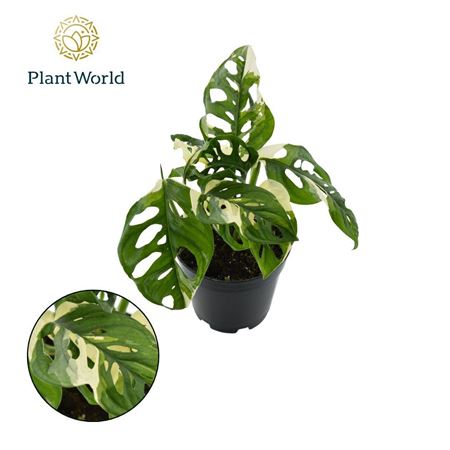 Monstera Obiqua Monkey Japanse Tricolor