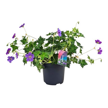 Geranium Bloom Me Away