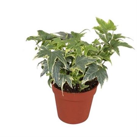 Hedera Yellow Ripple