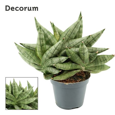 Sansevieria Artistic Fan Multi (decorum)