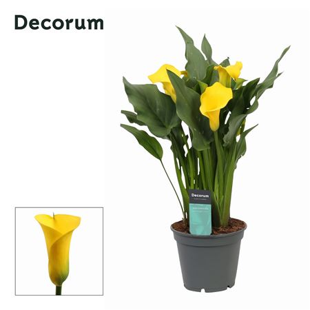 Zantedeschia Yellow (decorum)