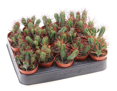 Euphorbia Pentagona