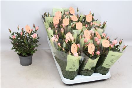 Rosa Kordana Roma Light Pink