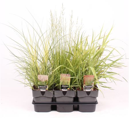Grass Mix