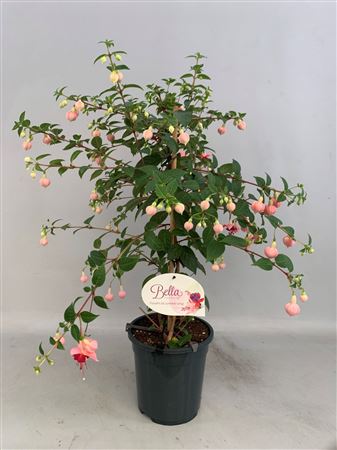 Fuchsia On Stem Paula Jane