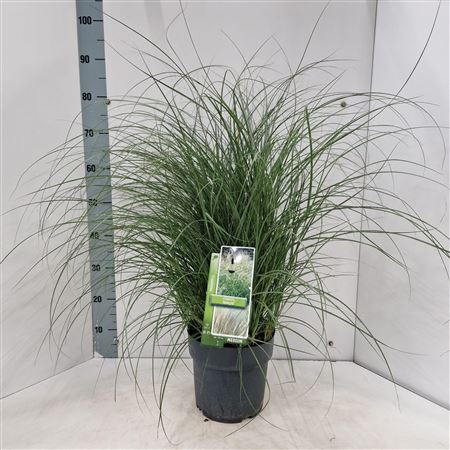 Miscanthus Sin Adagio