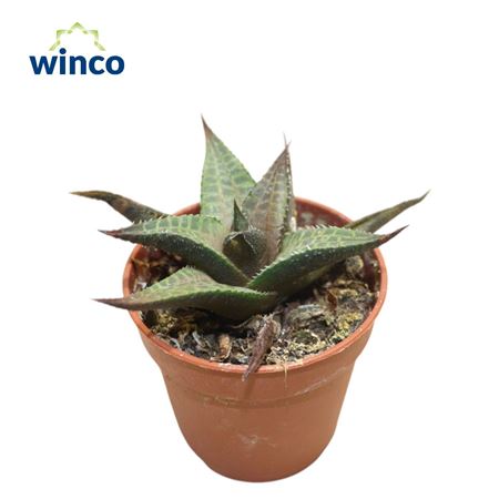 Haworthia Tesselata