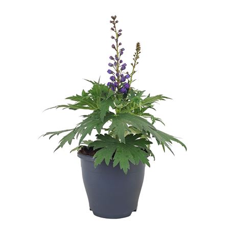 Delphinium Shelby Purple