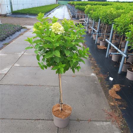 Hydrangea Pan Limelight On Stem