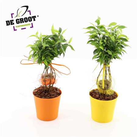 Ficus Nest