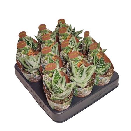 Gasteria Green Ice