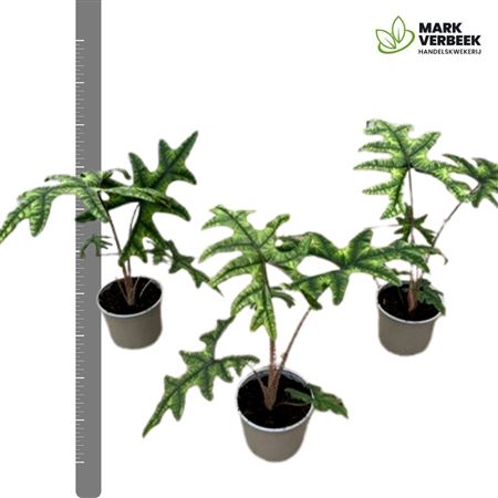 Alocasia Sumatra