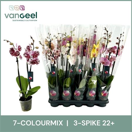 Phal 3st Mix 7 Colours 20+ (van Geel)
