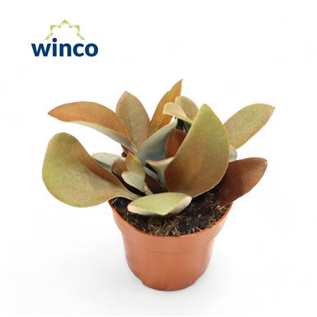 Kalanchoe Orgyalis