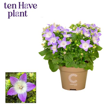 Campanula Iso Berlin Bicolor