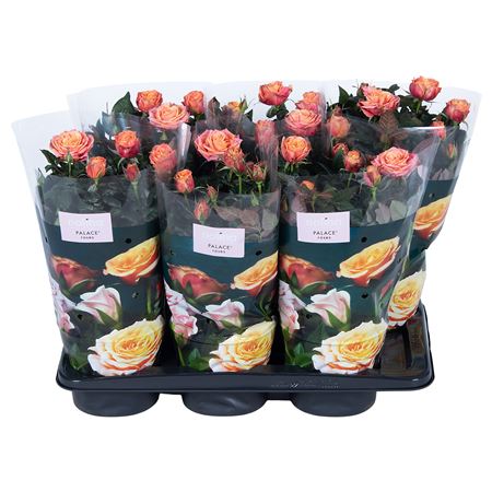 Rosa Palace Orange