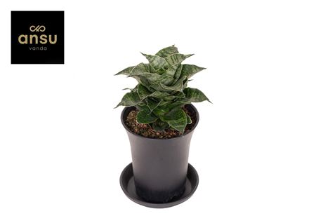 Sansevieria Star Mini Marbel