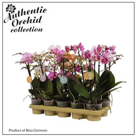 Phal 2st Authentic Multi Mix