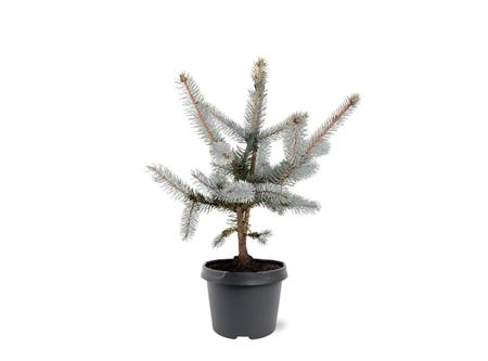 Picea Pung Hoopsii