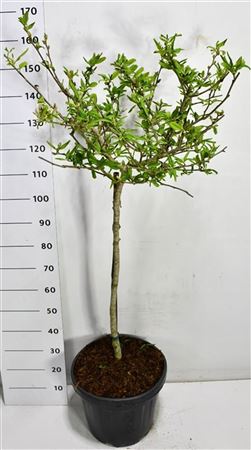 Magnolia Stel Rosea On Stem