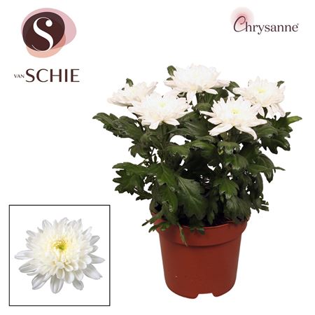 Chrys Zembla Next White 5pp