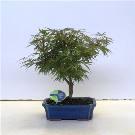 Bonsai Acer Palmatum Jerre Schwarz