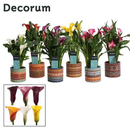 Zantedeschia Mix In Pot Africa (decorum)