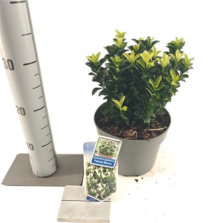 Euonymus Jap Paloma Blanca